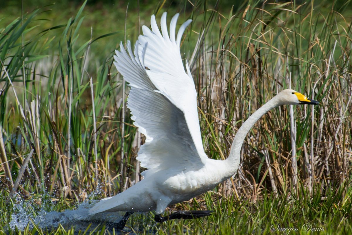 Белогрудая Сойка