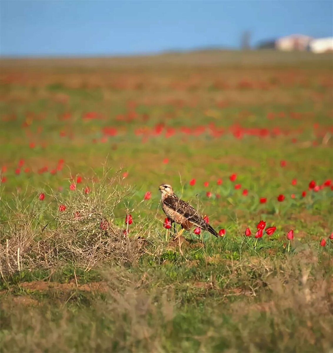 Хомутовская степь в Донецкой области