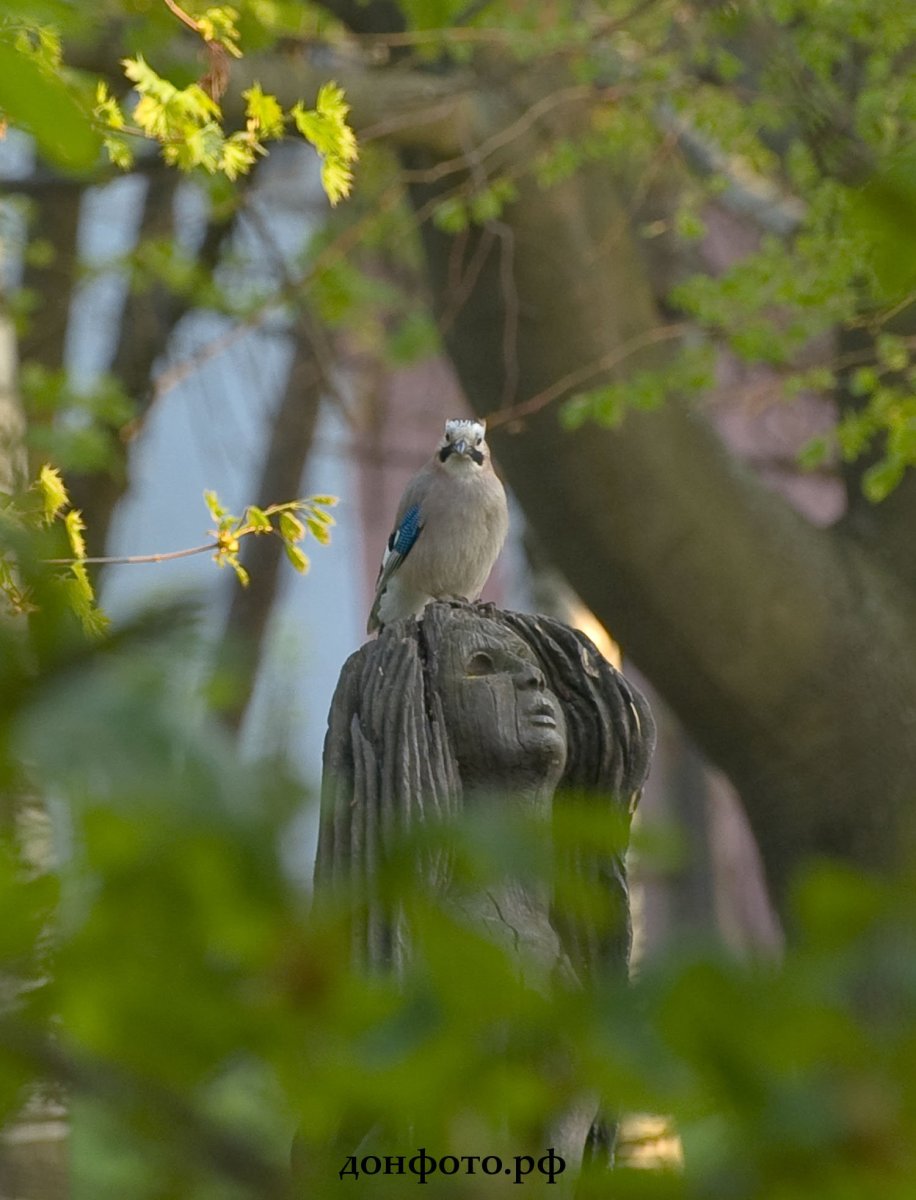 Маныч Гудило Пеликаны