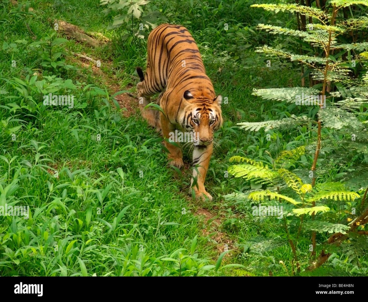 Парк Перияр в Индии