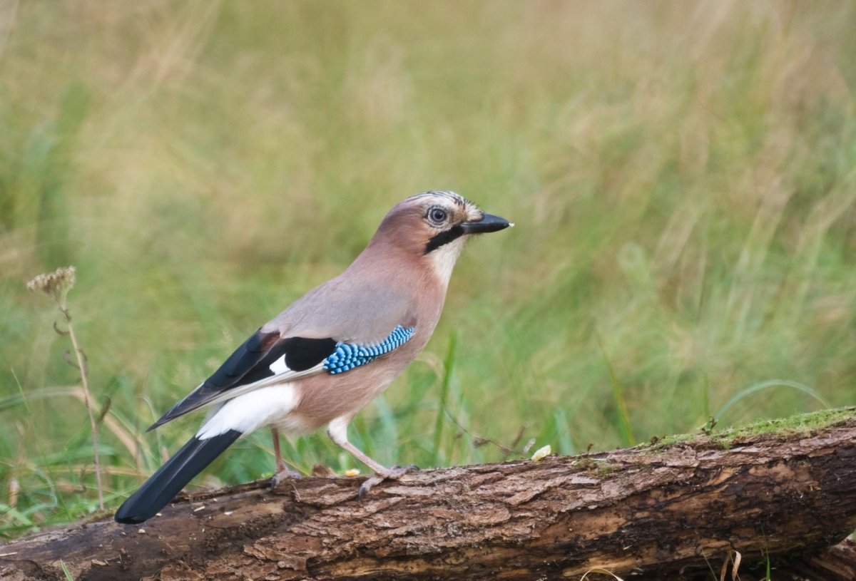 Птица Сойка Крымская