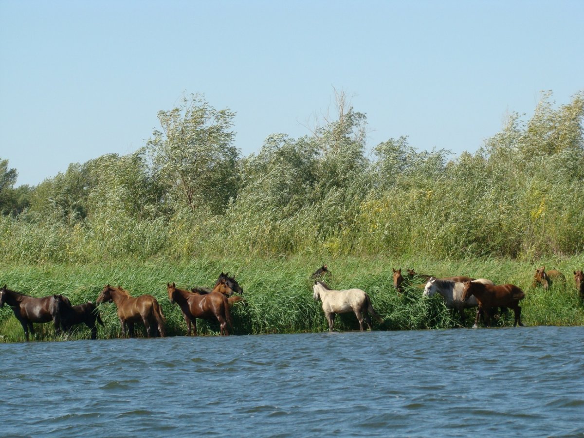 Дикие утки охота