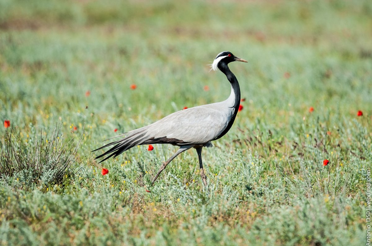 Косуля природный парк Донской