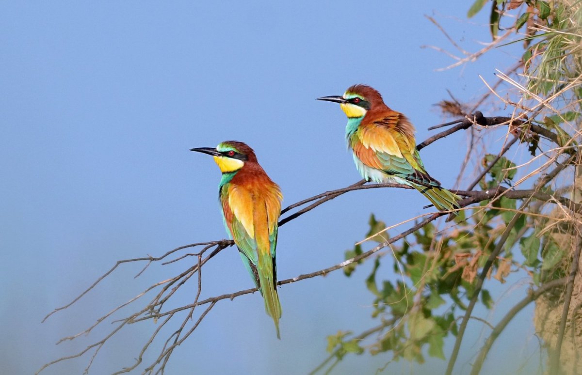 Птичка золотистая щурка