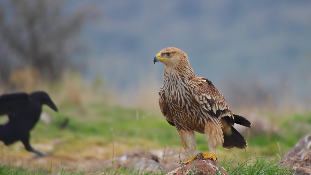 Перепел Coturnix Coturnix