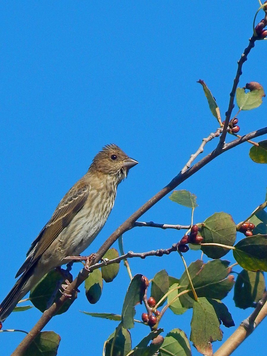 Обыкновенный Дубонос птенец