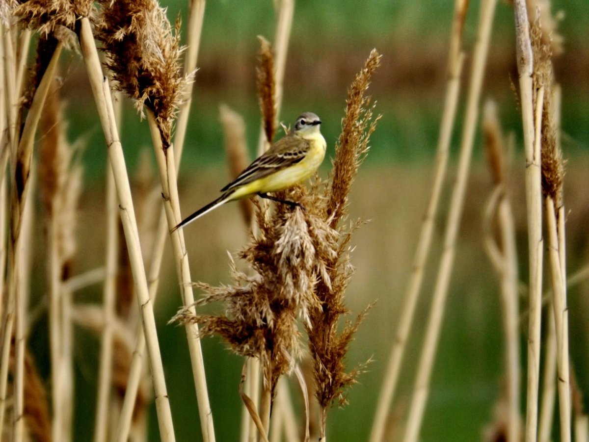 Птички Донского края