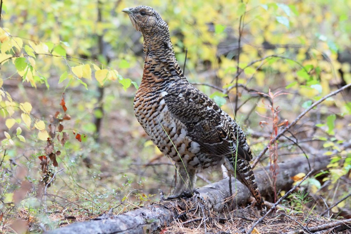 «Утка Мандаринка (Aix galericulata