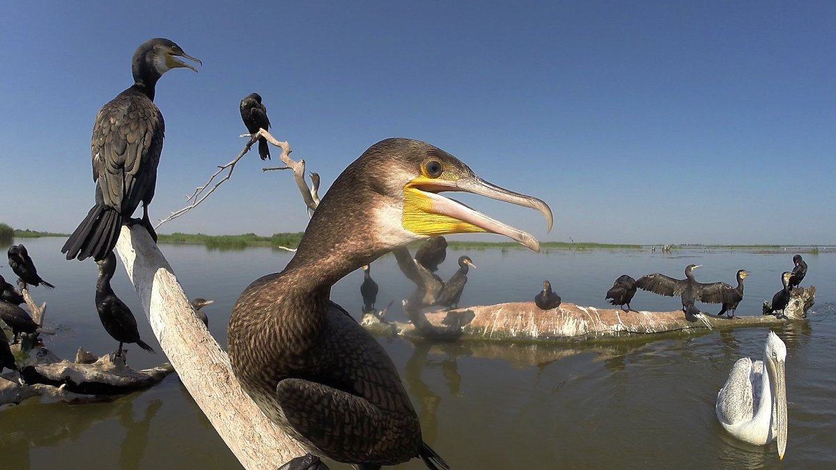 Эта птица зовется ….