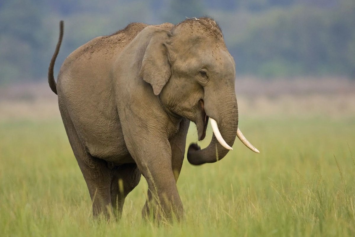 Хоботные индийский слон