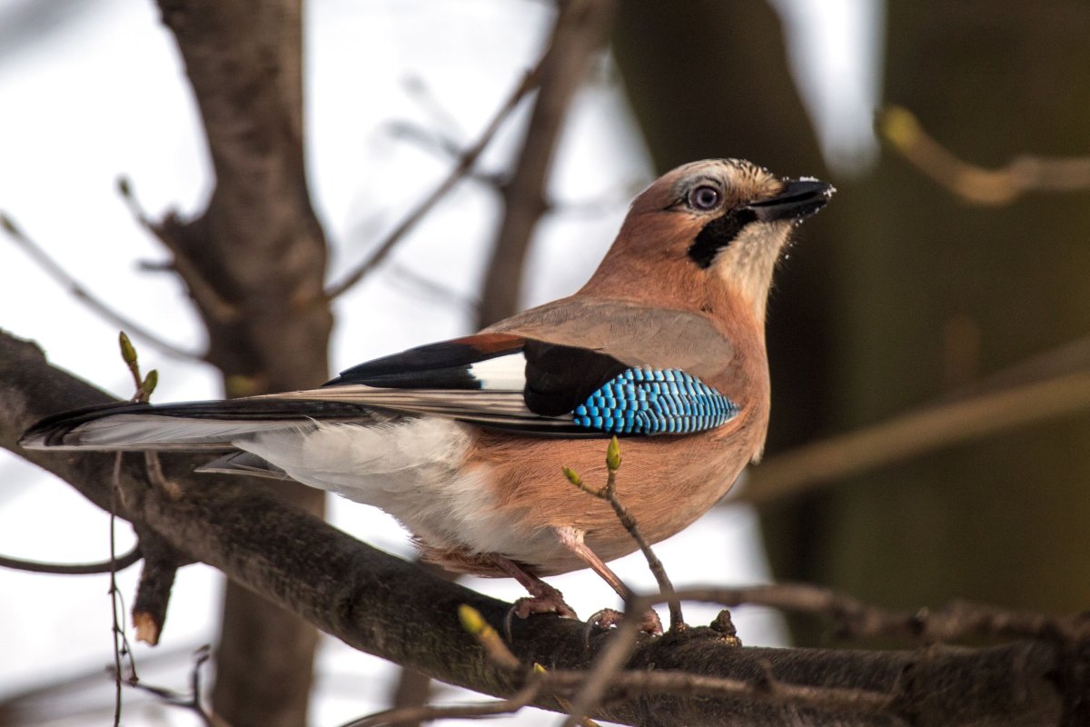 Перепелка птица пятнистая