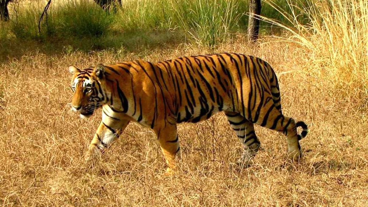 Животные Индии