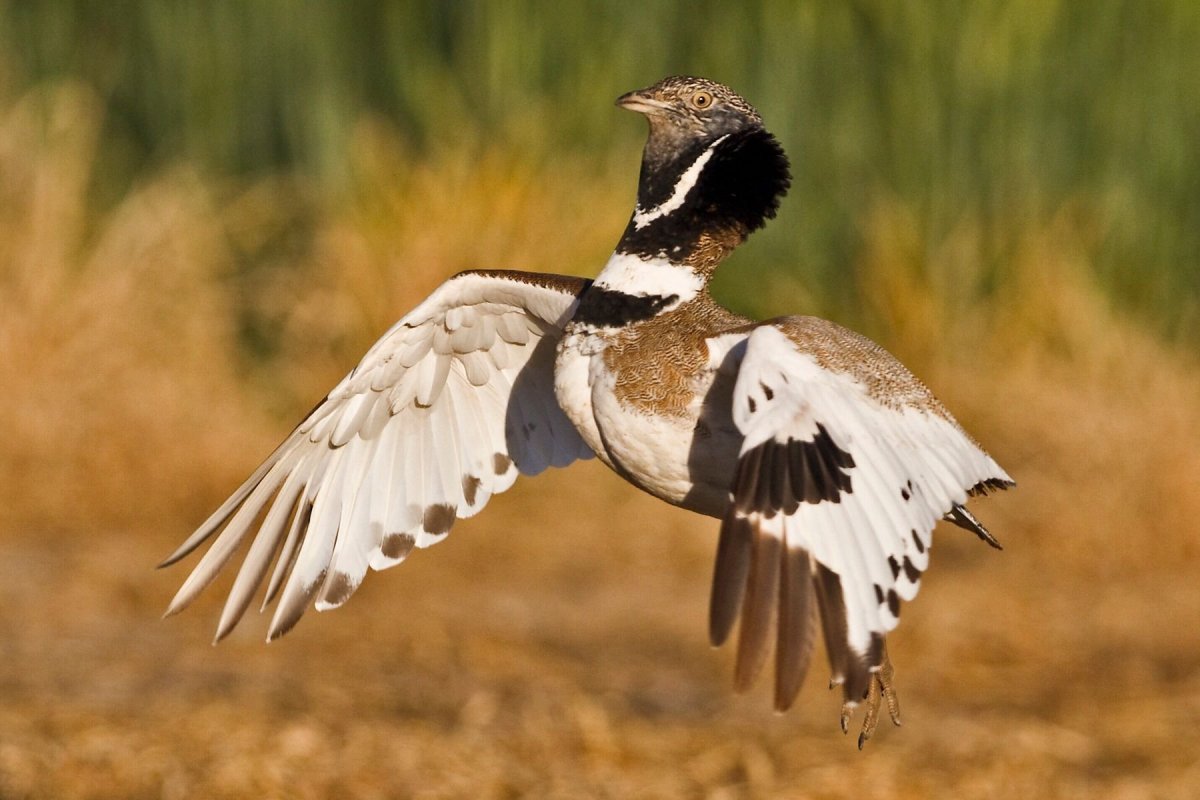 Степная птица Стрепет