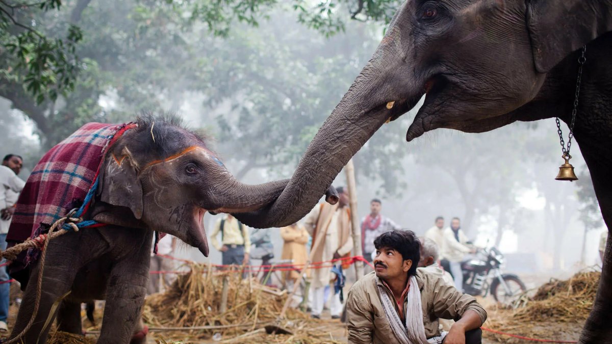 Обитатели Индии