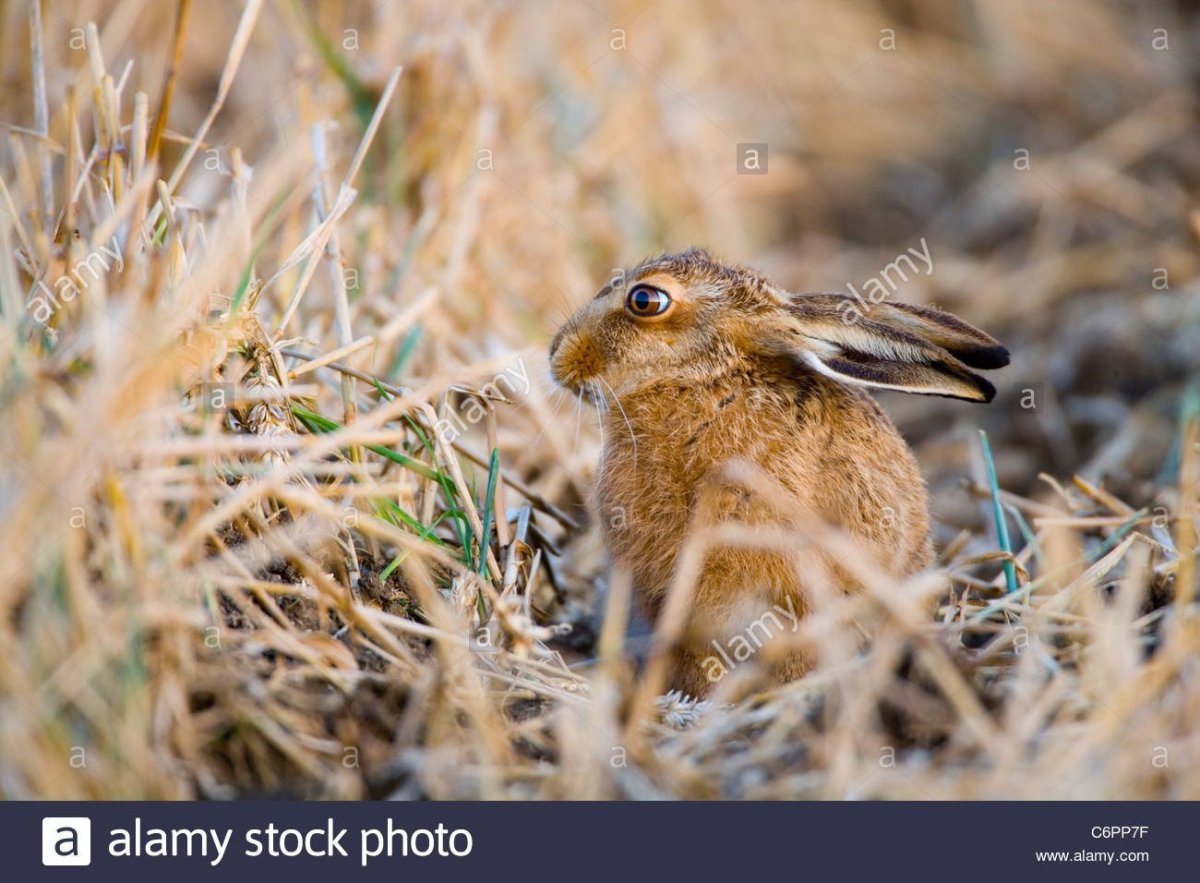 Цимлянские Пески природный парк