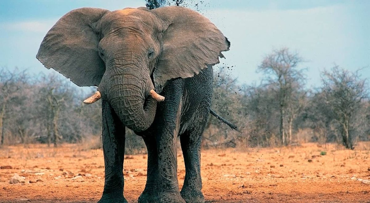 Огромный слон