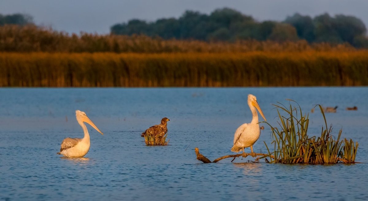 Перепел, Дрофа, Стрепет, Жаворонок, Степная пустельга, Степной Орел.