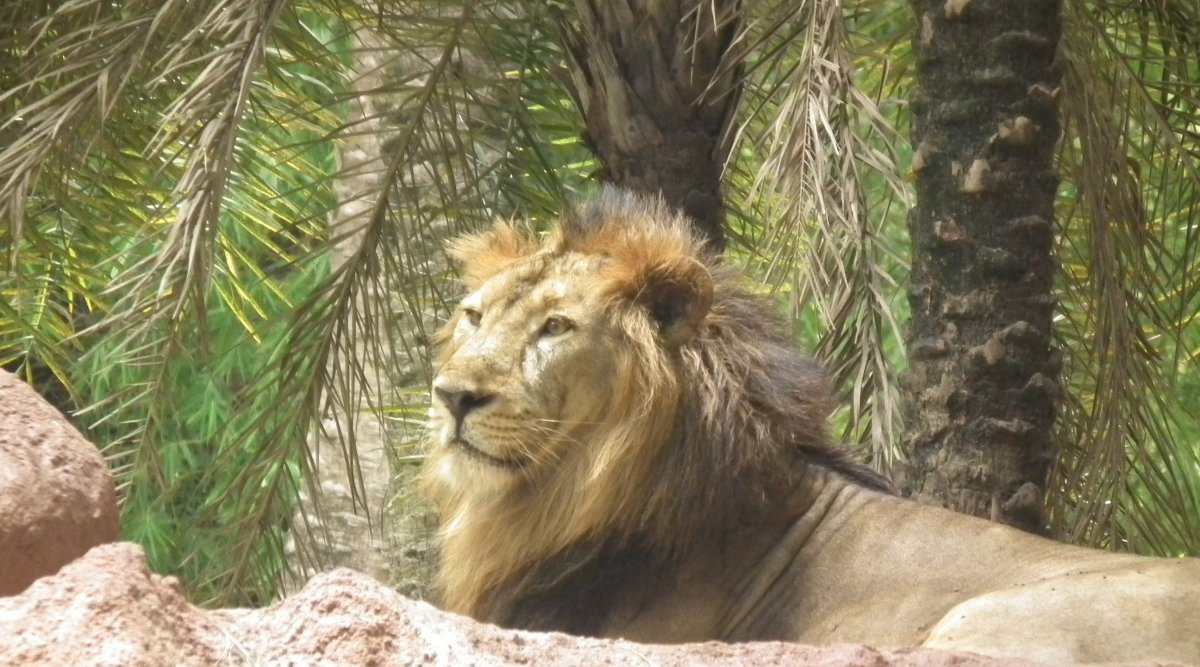 Индийские львы в джунглях