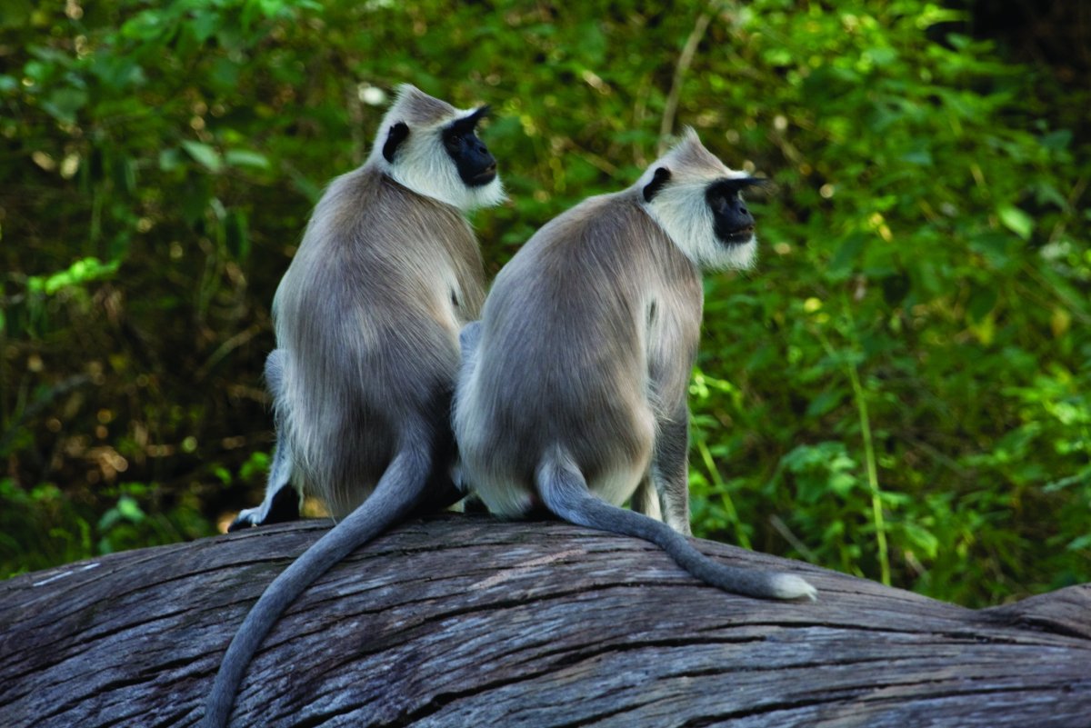 Флора и фауна Индии