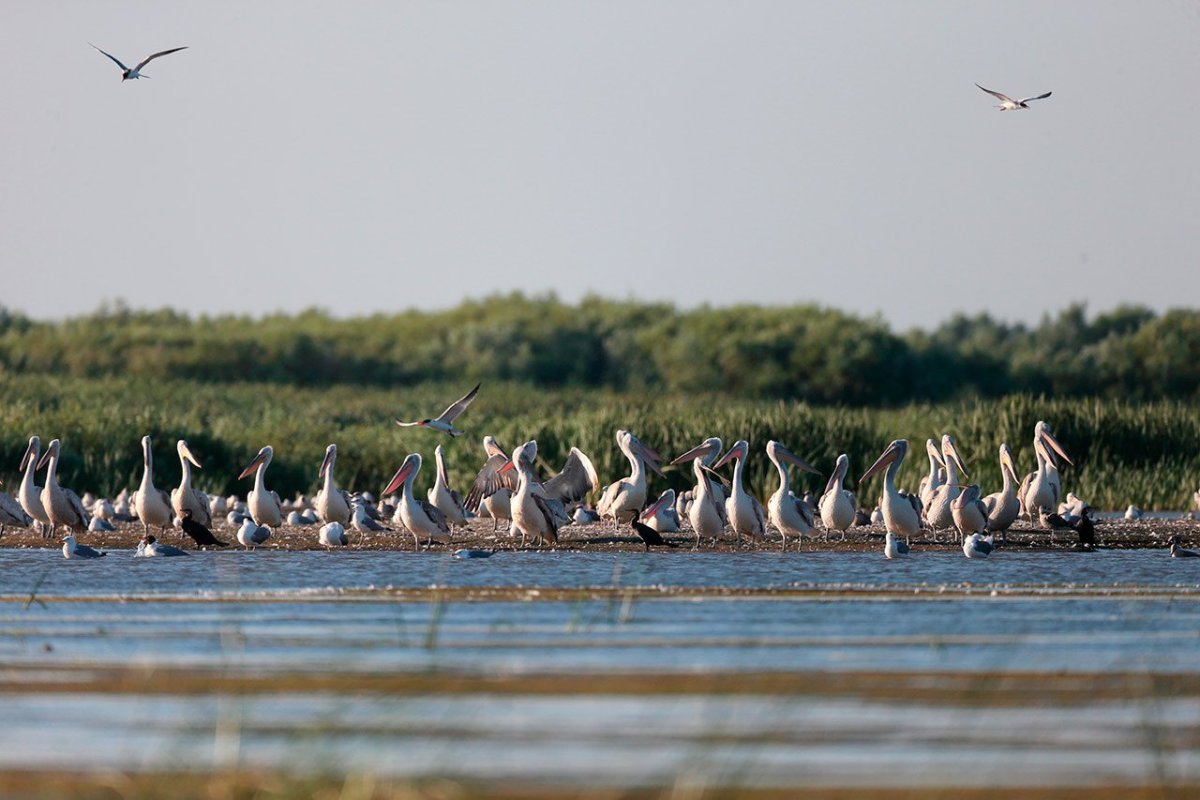 Птицы наши пернатые друзья