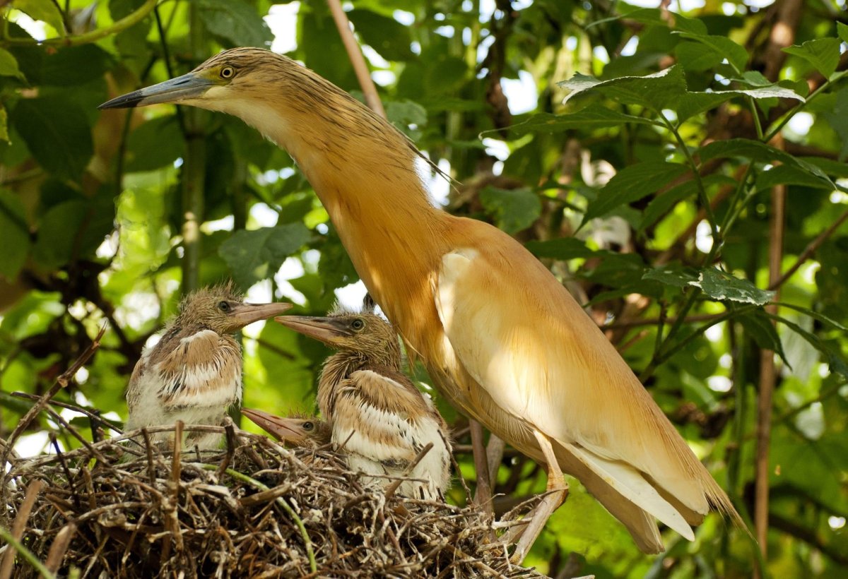 Журавль кликун