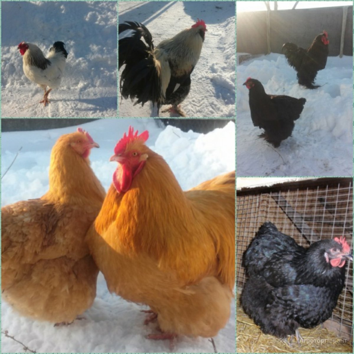 Родонит куры