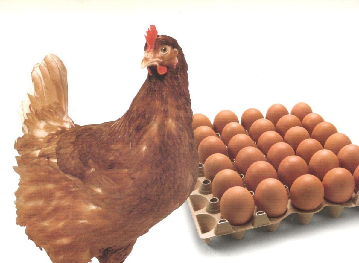 Куры несушки Виандот