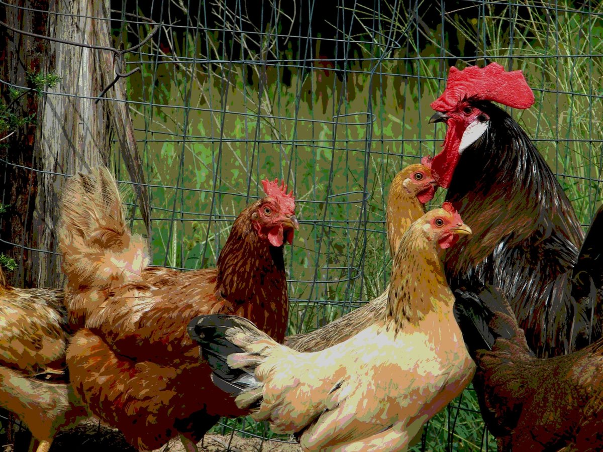 Курица несущая зеленые яйца порода