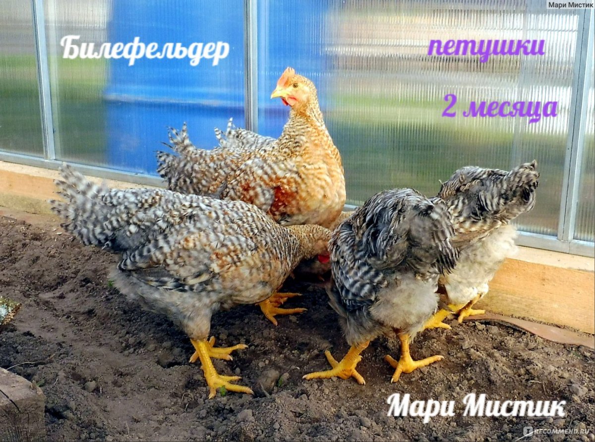 Тетра Спербер порода кур