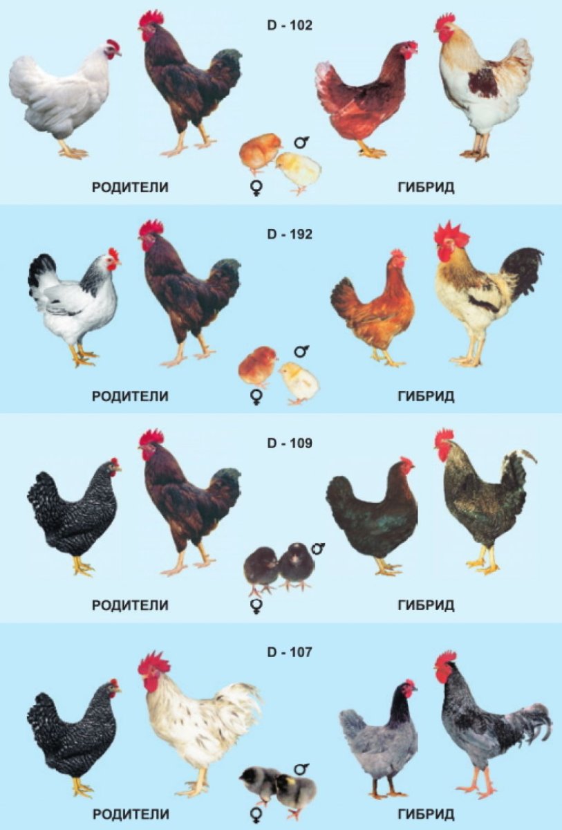 Кросс Хайсекс Браун