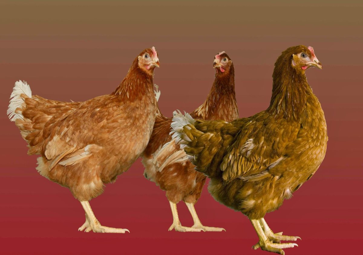 Легбар хохлатый