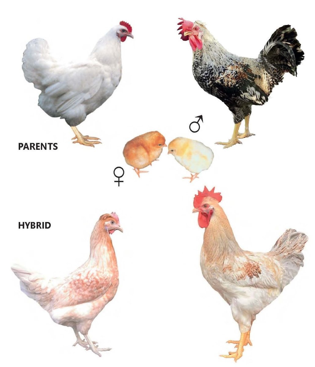 Виандот ситцевый