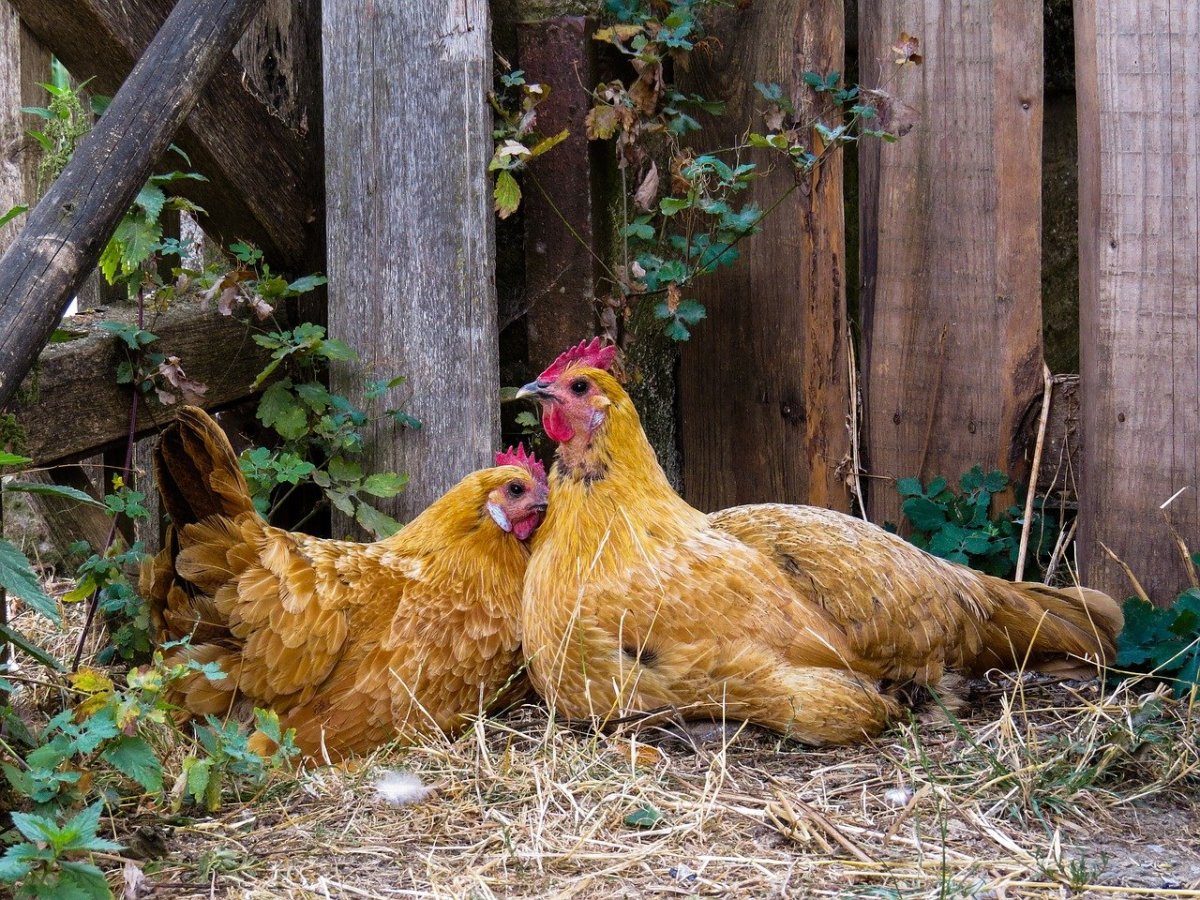 Цыплята бройлер Cobb-500/ Ross-308