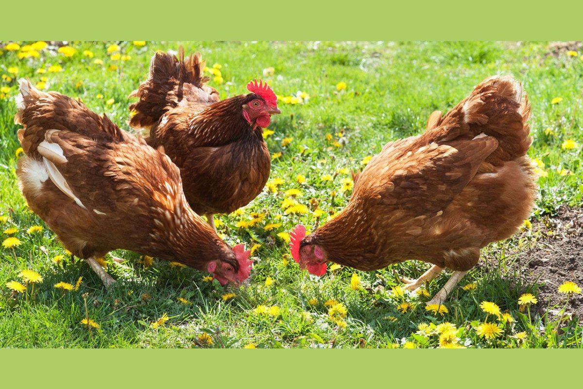 Куры несушки мясояичная порода