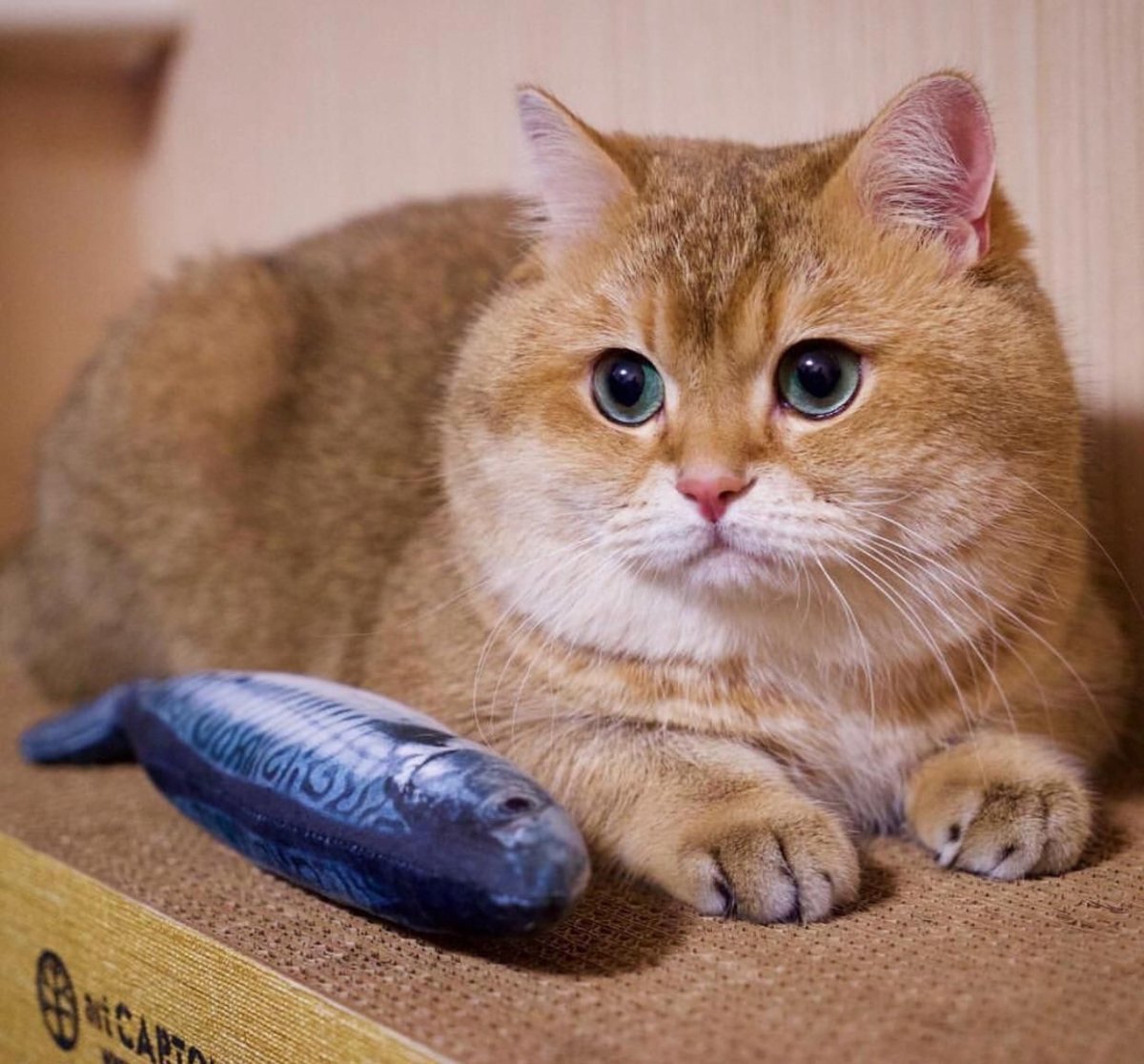 Британец кот рыжий гладкошерстный