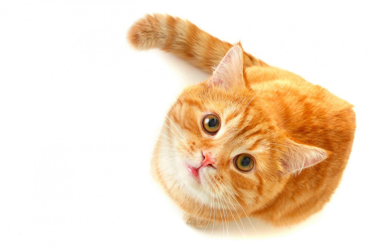 Рыжий британец котенок