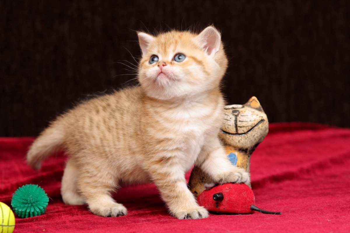 Шотландская короткошёрстная кошка рыжая