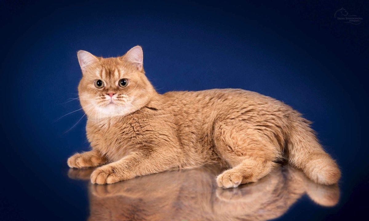 Рыжий британский кот прямоухий