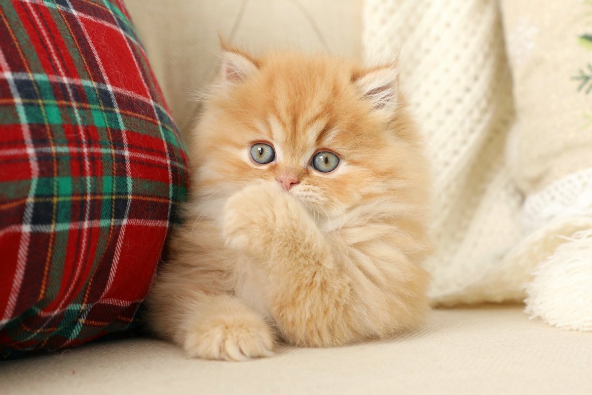 Европейский короткошерстный кот рыжий