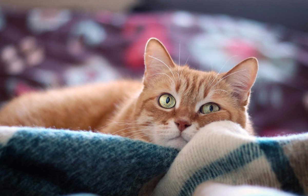 Рыжий британский табби