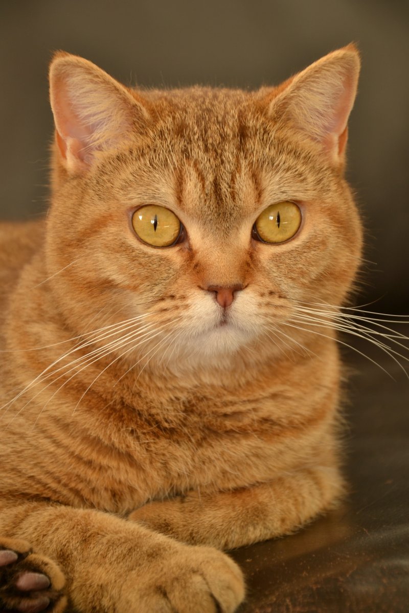 Британская короткошёрстная кошка красный окрас