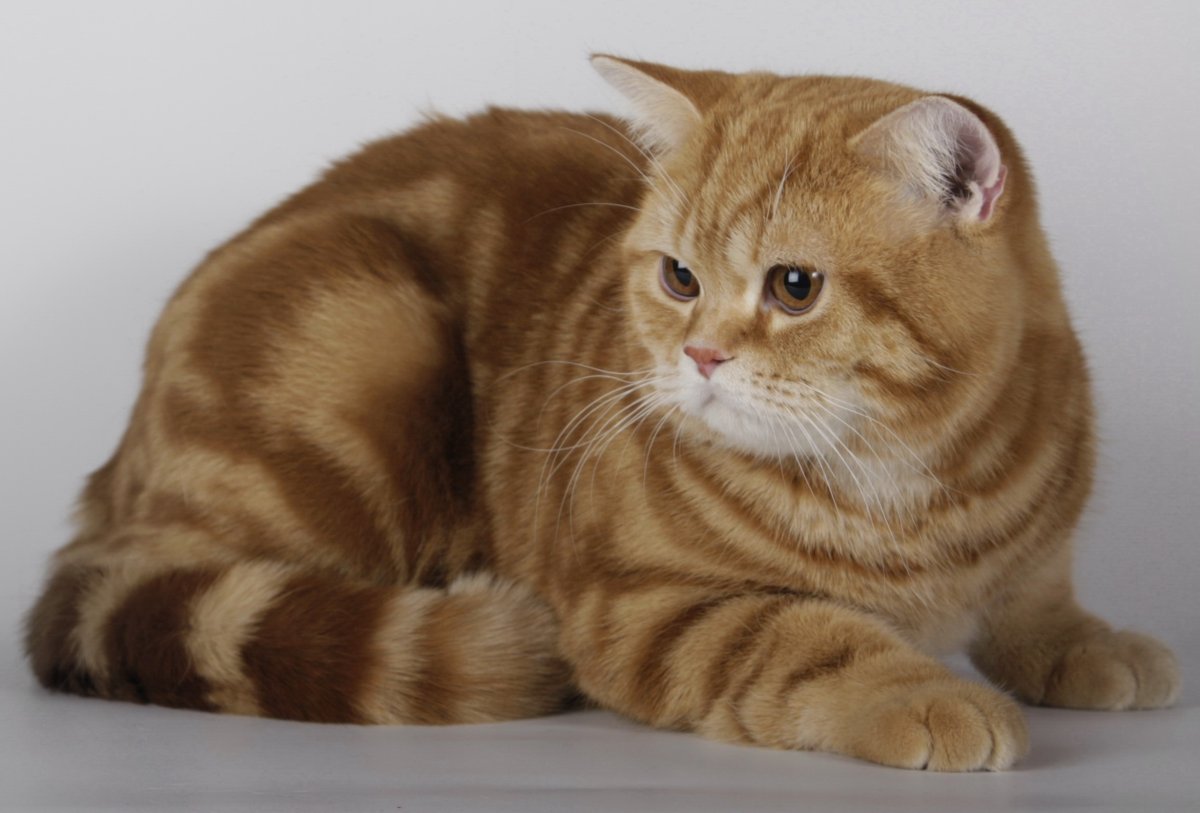 Рыжий мраморный британец