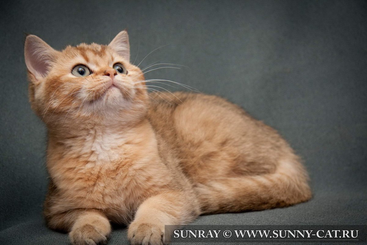 Кот британец рыжий питомник