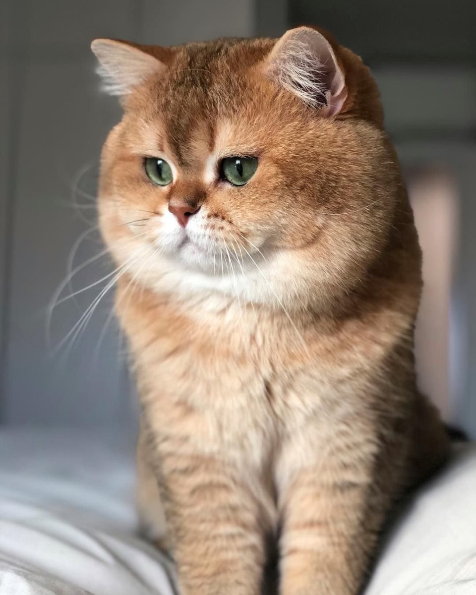 Рыжие британские коты (95 фото)