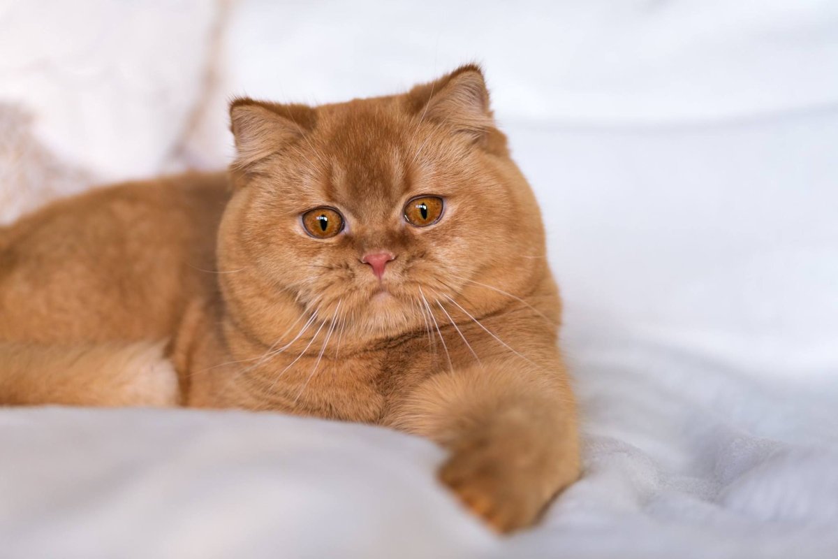 Британец кот рыжий полосатый й