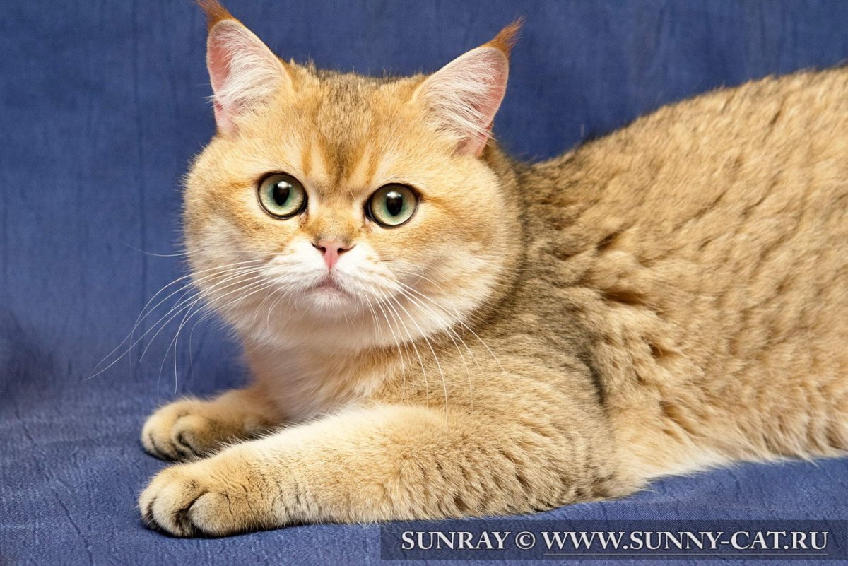 Британские котята рыжие купить в Краснодаре