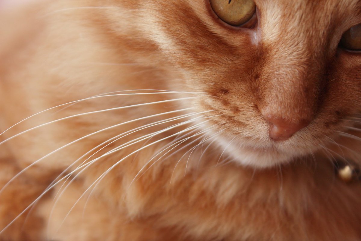 Шотландская вислоухая рыжая