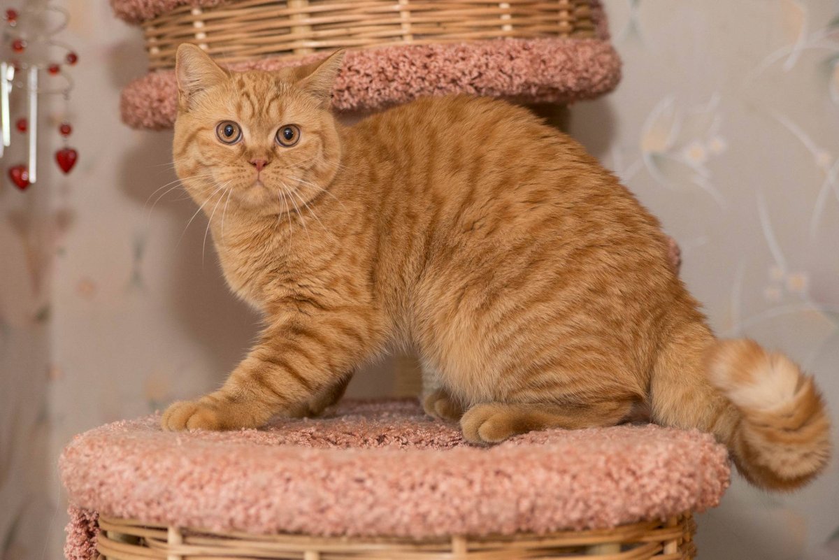 Шотландская короткошерстная Золотая шиншилла