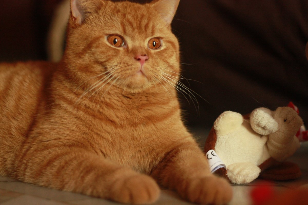 Красный тиккированный британец