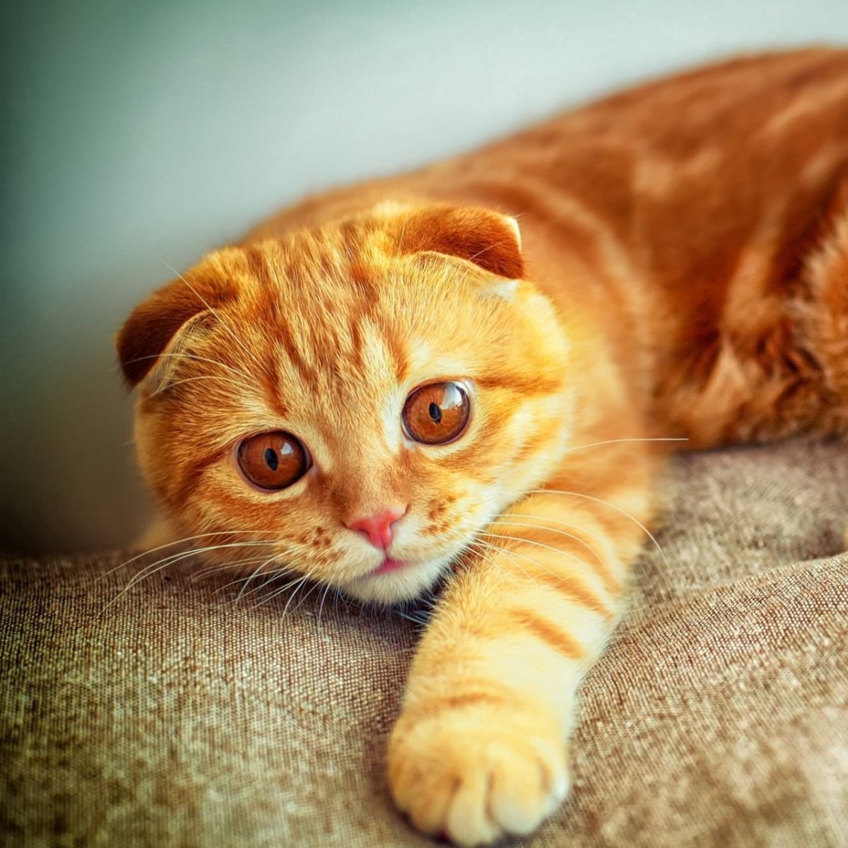 Британская шиншилла Хосико